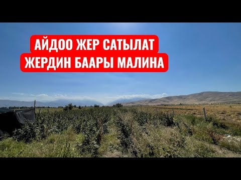 Видео: АЙДОО ЖЕР САТЫЛАТ 2025