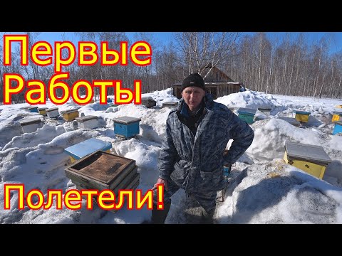 Видео: Первые работы на пасеке! Итоги зимовки. Облёт 2021!