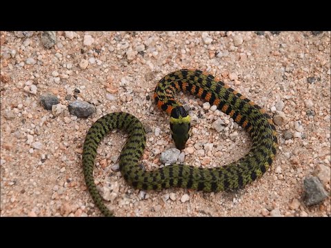 Видео: Змеи Приморья 18 / Herping in Primorye 18 (2025)