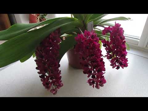 Видео: Цветение орхидеи ринхостилис (Rhynchostylis gigantea red)