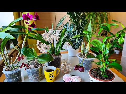 Видео: Кто молодец, кто «поросенок» и… знакомство)