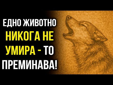 Видео: ЖИВОТНИТЕ НЕ “УМИРАТ”… Те Се Пробуждат в Невидимо Царство – Според Swedenborg