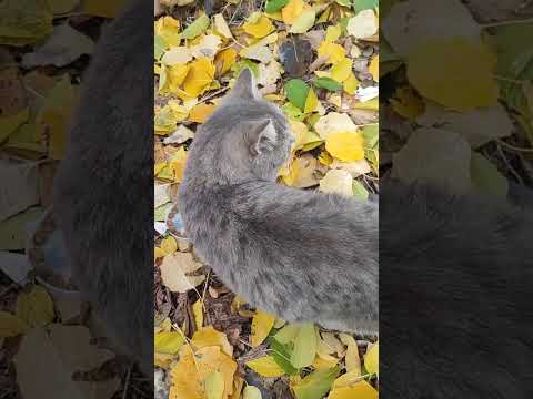 Видео: Котик --Дымок... 