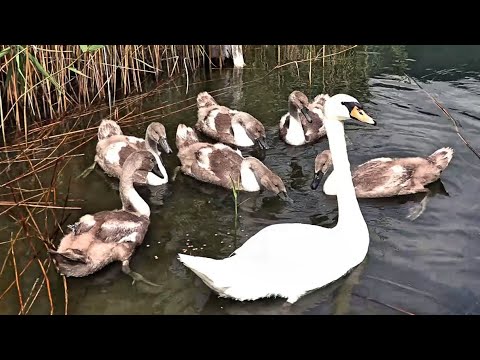 Видео: Белые лебеди вернулись к нам, лебедята уже подросли.