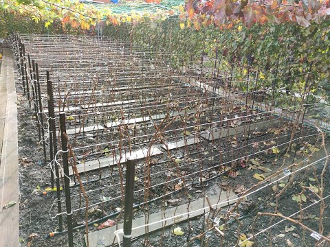 Видео: Моя школка 2023 перед выкопкой! 🍇🍇🍇 Тел.+79054033245, WhatsApp и Viber +79528500417.