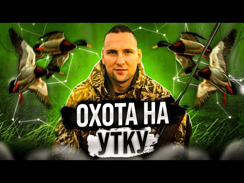 Видео: Охота на утку!!! такого еще не было закрыли путевку за час!