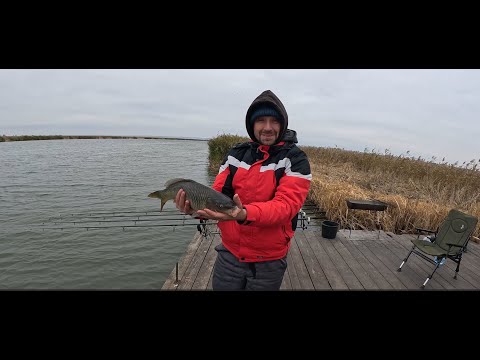 Видео: Рыбалка на крестах в ноябре. Ловим карпа на Днестре.