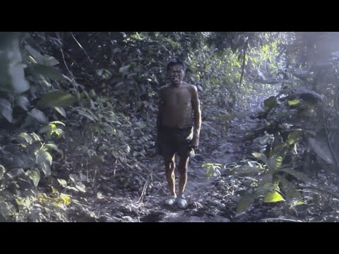 Видео: 12 Самых Жутких Встреч в Джунглях Снятых На Камеру