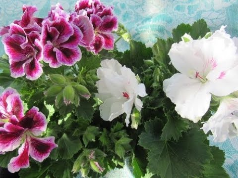 Видео: ЗИМОВКА КОРОЛЕВСКОЙ ГЕРАНИ ПЕЛАРГОНИИ.