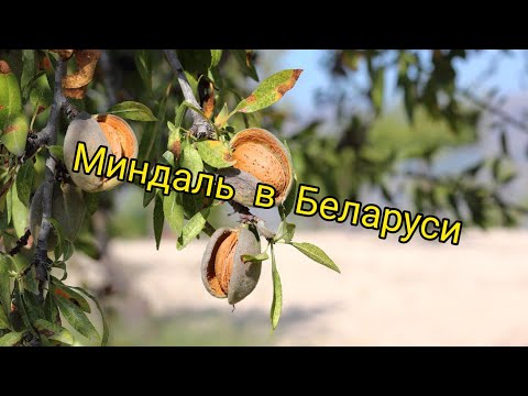 Видео: Миндаль в Беларуси после -30!!!! Незаконченный эксперимент???