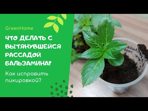 Видео: Рассада бальзамина вытянулась!!! Что делать?  Исправляем пикировкой!