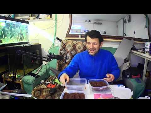 Видео: Как я выращиваю культуру  Гриндальский червь на роазводне. #гриндаль #aquarium  #аквариум