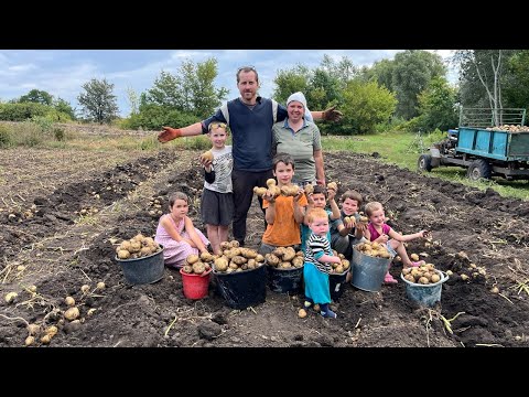 Видео: ФАНТАСТИЧЕСКИЙ урожай картофеля собираем всей семьей! Хватит на всех!