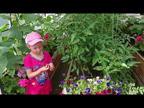 Видео: Снимаем урожай огурцов. 😊🥒