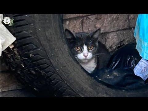 Видео: Выброшенная на улицу ещё до рождения, она плакала, как только её котята согрелись.
