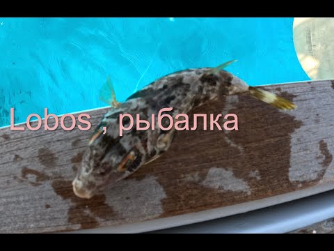 Видео: Рыбалка на острове Лобос (Island Lobos)