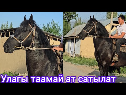 Видео: Кара ат улагы таамай Тел:+996 225 555 025