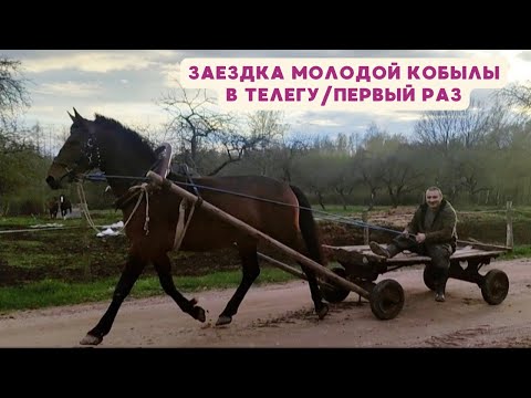 Видео: Заездка молодой кобылы в телегу!!! Первый раз/Жизнь в деревне весной 🐎Farmhouse Rimši