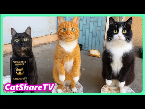 Видео: Покормили Уличных Котов! 🔥