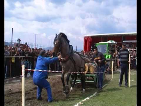 Видео: Любимец на публиката