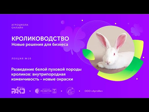 Видео: Лекция 10. Разведение белой пуховой породы кроликов