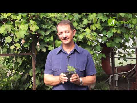 Видео: Уход за ремонтантной земляникой