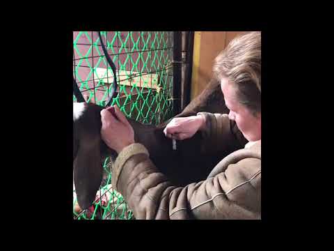 Видео: Глисты и кашель у коз