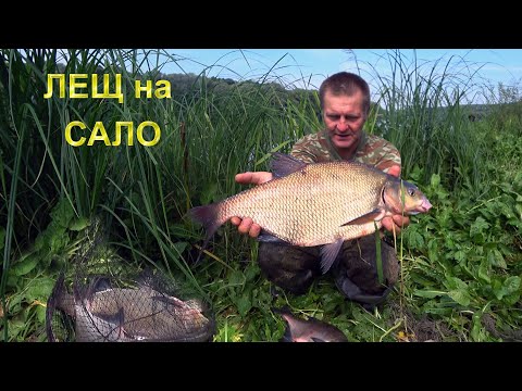 Видео: Эта снасть ловит крупного леща. Фидеры молчат у соседей. Даже после подёнки. Сало рулит.