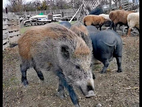 Видео: Выгульное содержание диких кабанов в домашних условиях