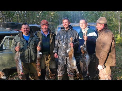 Видео: Удачная охота с русскими гончими !