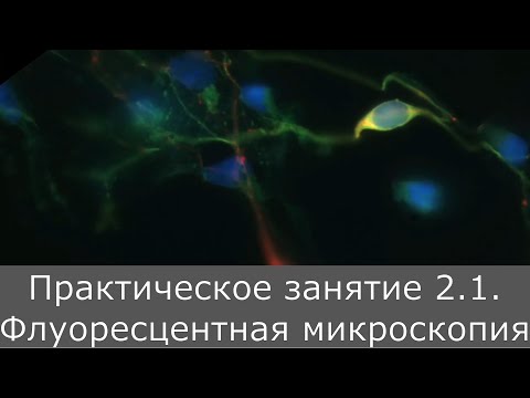 Видео: Оптическая микроскопия. Практика 2.1.