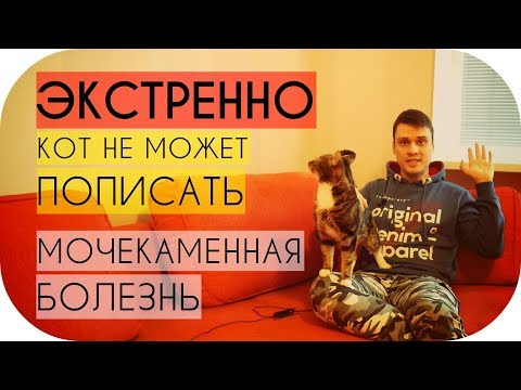 Видео: Кот не может пописать что делать срочно / Мочекаменная болезнь у кота