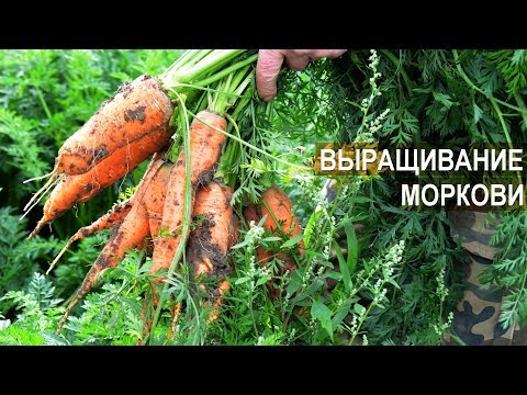 Видео: Выращивание моркови. КФХ Андрея Никитина