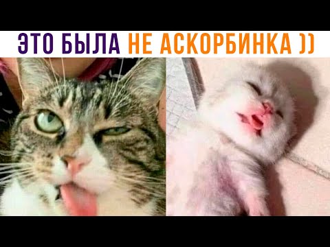 Видео: САНЯ, ЭТО БЫЛА НЕ АСКОРБИНКА ))) | Приколы с котами | Мемозг 1321