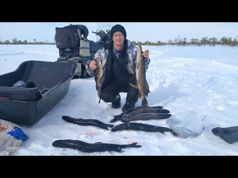 Видео: Ловлю щук. Окуняры. Выезд домой. Часть вторая.