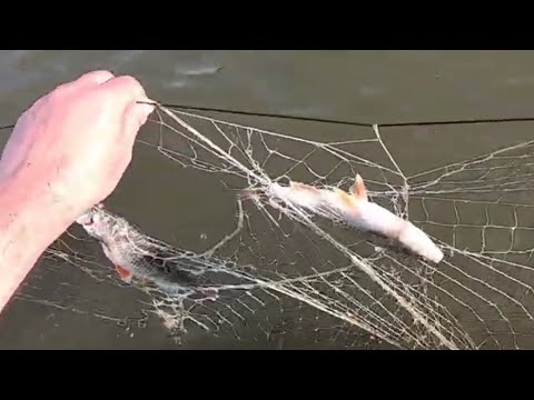 Видео: окунь, сорога, щука - шикарные экземпляры
