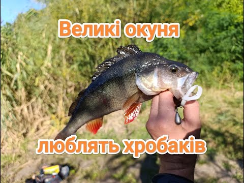 Видео: Спінінгова рибалка з берега. Силіконові хробаки розривають судака та окуня. Ранковий джиг. 2025