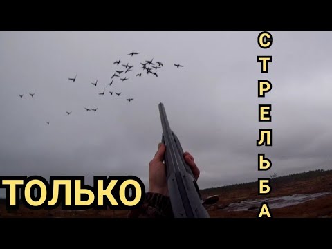 Видео: #ОХОТА НА ГУСЯ#НАРЕЗКА СТРЕЛЬБЫ ЛУЧШИХ НАЛЕТОВ#ОСЕНЬ 2021# CUTTING SHOOTING OF THE BEST GOOSE RAIDS#