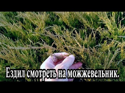 Видео: Ездил смотреть на можжевельник.