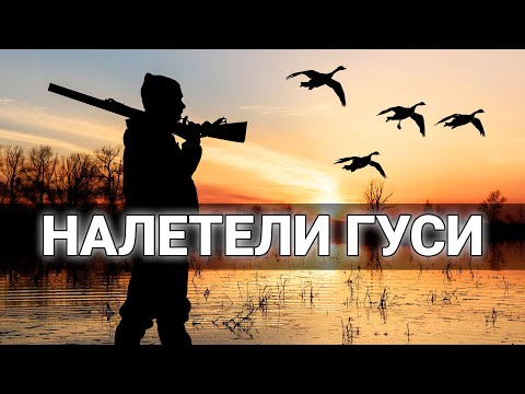 Видео: Поехал НА ОХОТУ НА УТОК, а налетели ГУСИ. Удачная осенняя охота.