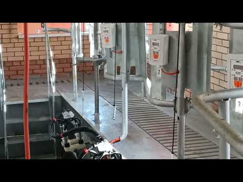 Видео: Доильный зал елочка 2х4 с автосьемом и учетом молока.