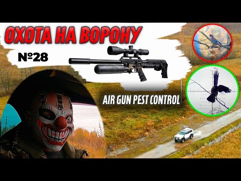 Видео: Air Gun Pest Control № 28. Охота на Ворону с FX Impact M3. Crow Hunting 2023. Jack Hunter.