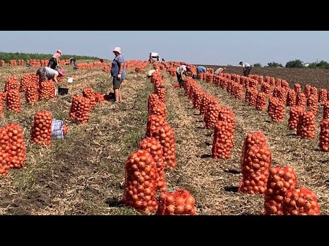 Видео: Коли садити озиму Цибулю. Технологія вирощування Цибулі