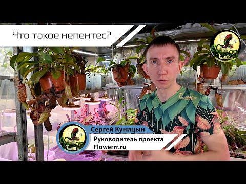 Видео: Что такое непентес? 🤔