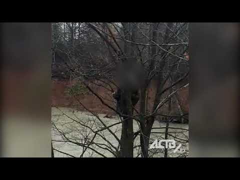 Видео: Странные звуки загнали сахалинца на дерево