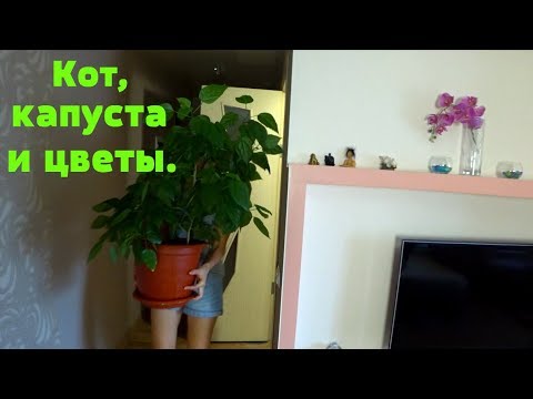 Видео: Квашу. Цветочный душ. Внимание для кота.