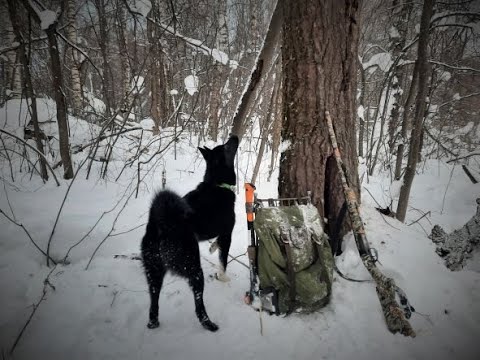 Видео: По куньему следу с молодой лайкой...