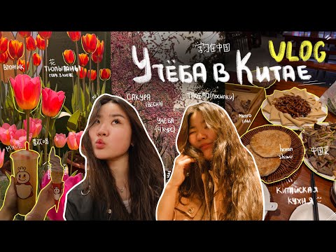 Видео: Жизнь И Учеба в Китае 🇨🇳 || Таобао, китайская еда, парк // влог