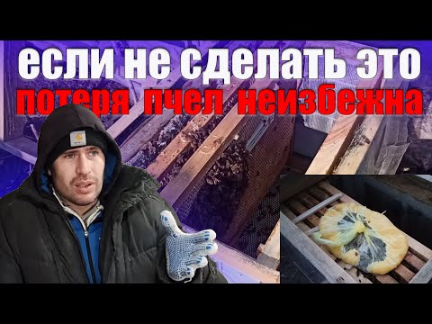 Видео: Пчеловодство подкормка пчел зимой, насколько это важно. Пчелиный подмор количество после зимовки