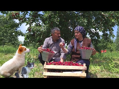Видео: Собираем Черешню и Консервируем на Зиму